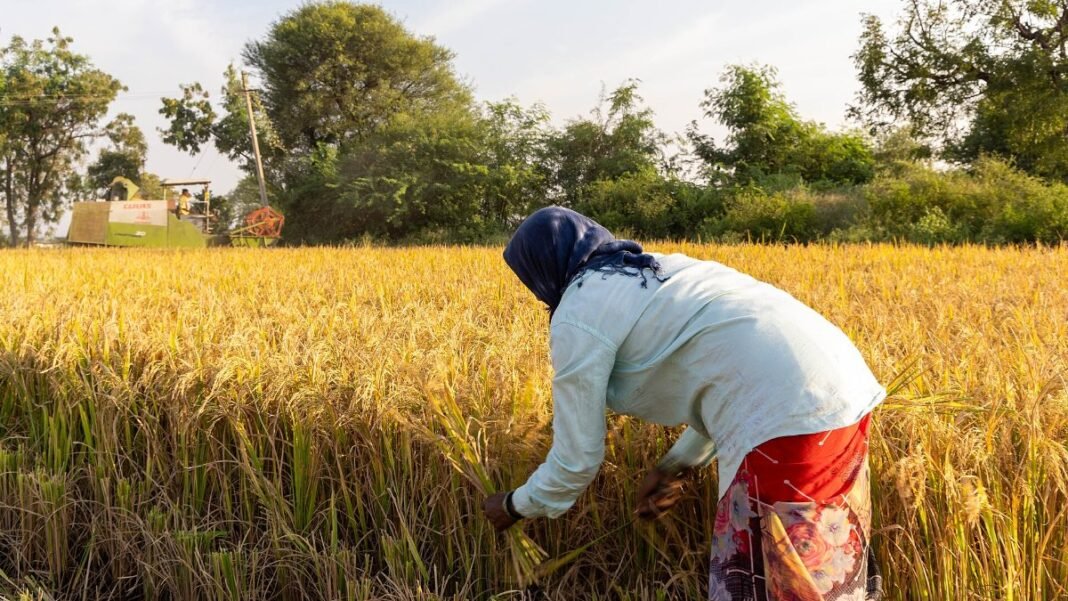 Farmer harvesting rice by hand in Raichur, Karnataka