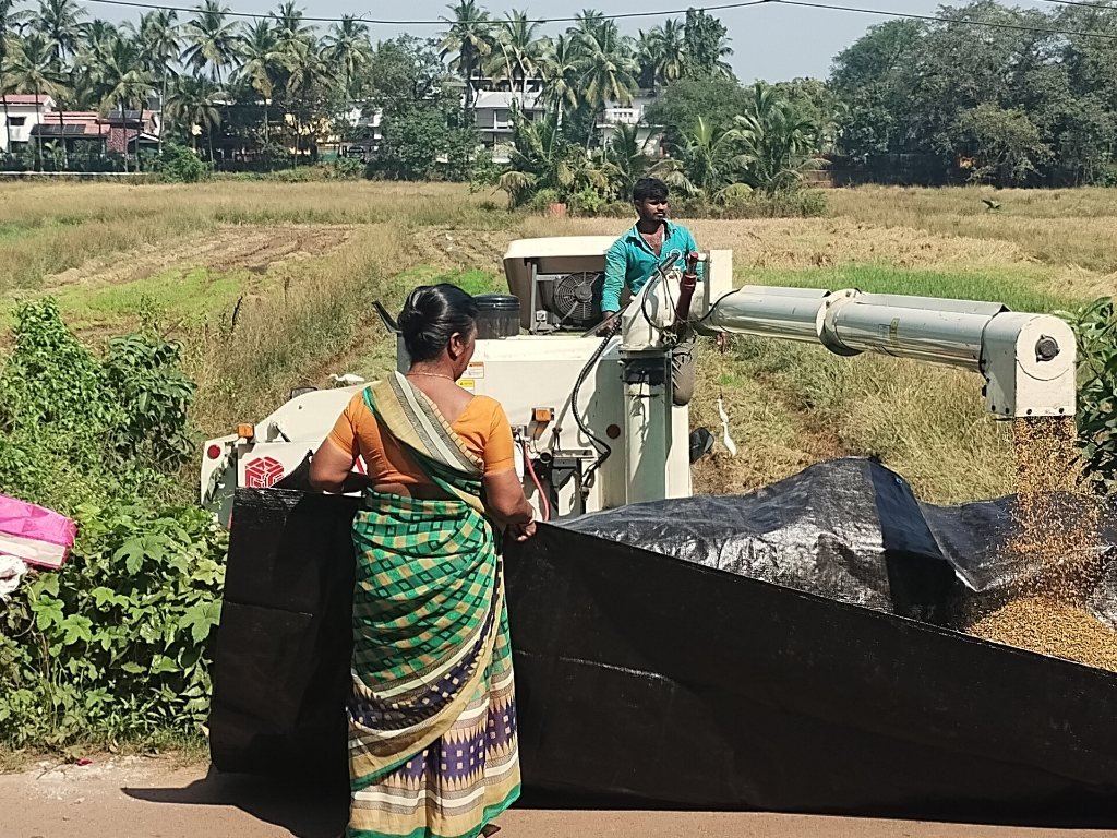 Farmers in a paddy field in Goa waiting for harvest