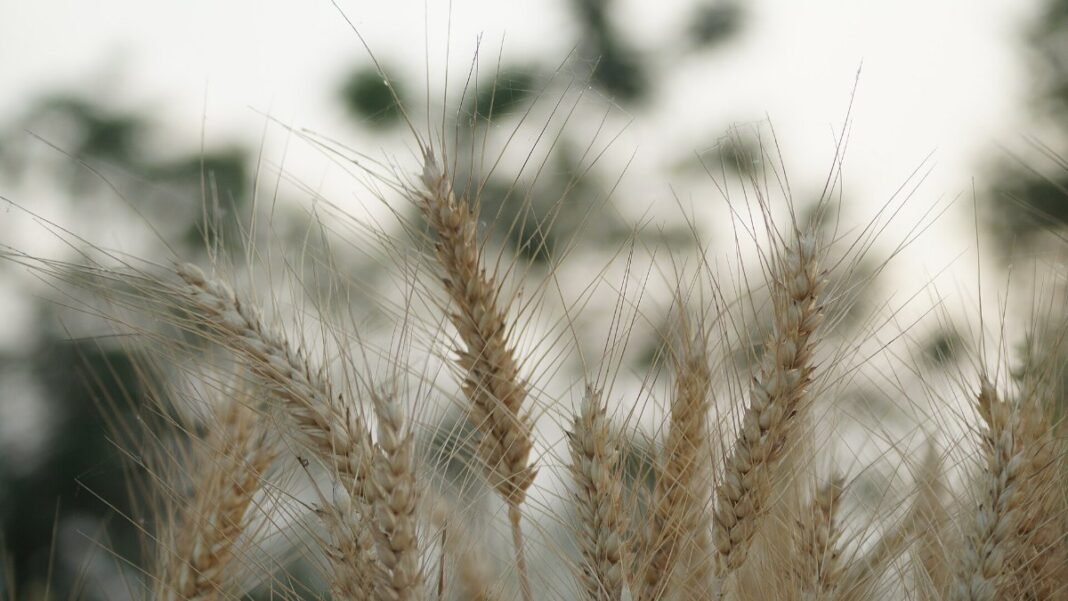 Rabi MSP 2027-28: wheat at ₹2,610, full list of six crops and what changed