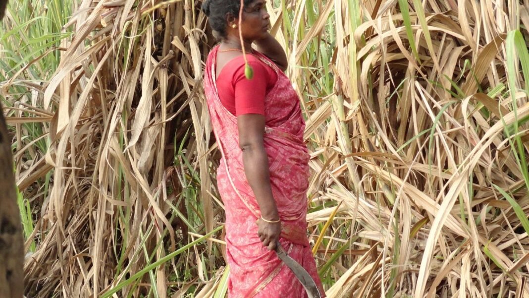 Sugar prices in India: Why rates have risen before the festive season
