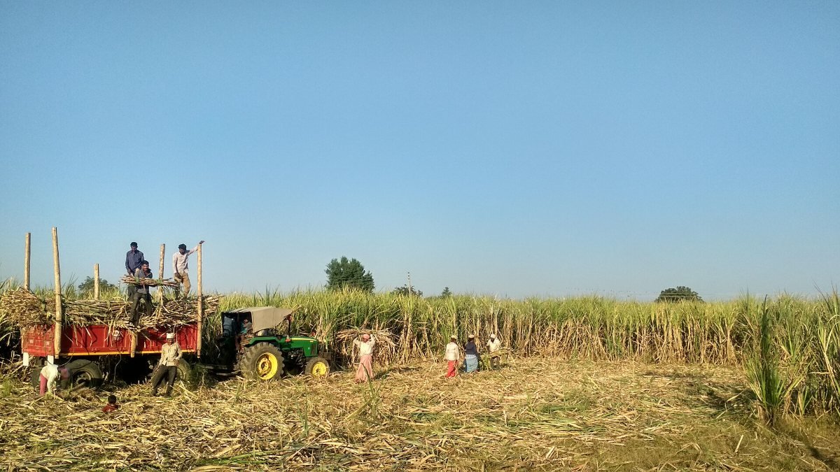 Farm workers and a tractor during sugarcane harvest