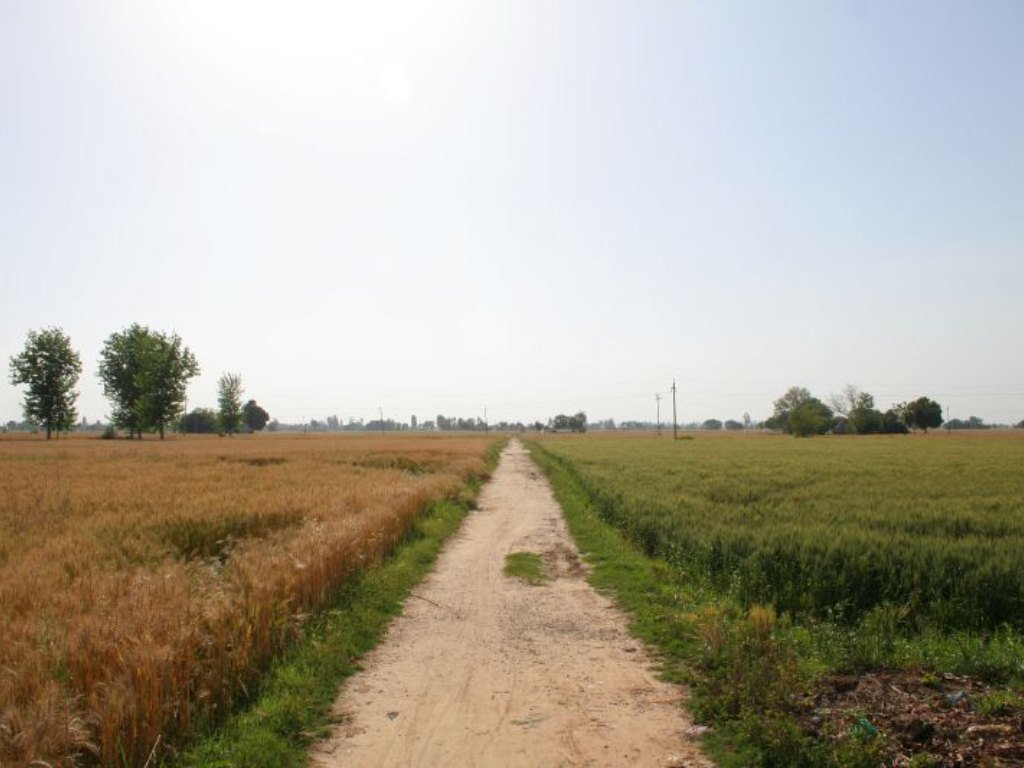 A wheat field in Phagwara, Punjab